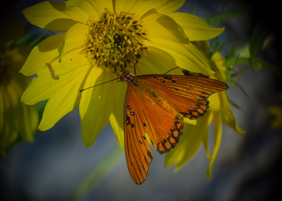 Butterfly Shots Ped Falls Oct 2018_0019