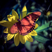 Butterfly Shots Ped Falls Oct 2018_0022