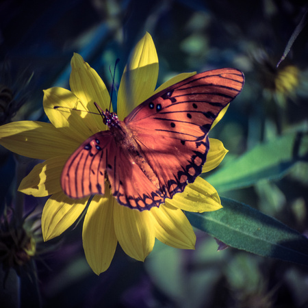 Butterfly Shots Ped Falls Oct 2018_0022