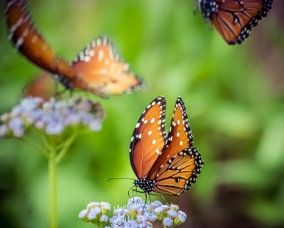 Butterfly Shots Ped Falls Oct 2018_0110