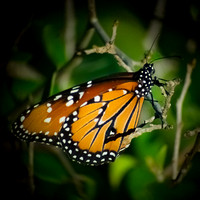 Butterfly Shots Ped Falls Oct 2018_0069