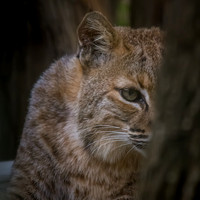 Bobcats