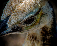 Peackock Gaze Closeup AZ LR On1 8x10 -2 (1 of 1)-Edit