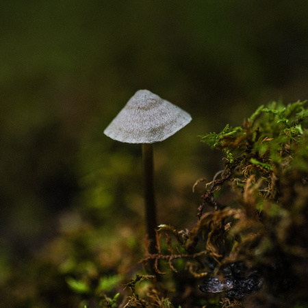 Treehouse Mushrooms Aug 2016039