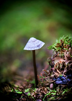 Treehouse Mushrooms Aug 2016065