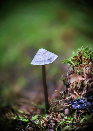 Treehouse Mushrooms Aug 2016065