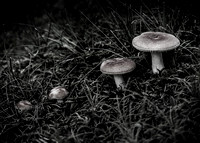 Mushrooms