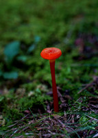 Treehouse Mushrooms Aug 2016047