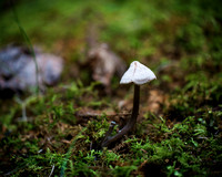 Treehouse Mushrooms Aug 2016088