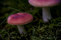 Treehouse Mushrooms Aug 2016105