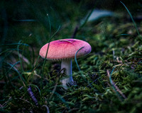 Treehouse Mushrooms Aug 2016106