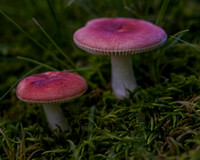 Treehouse Mushrooms Aug 2016107