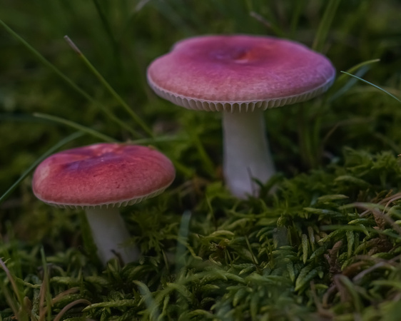 Treehouse Mushrooms Aug 2016107