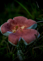 Treehouse Mushrooms Aug 2016110