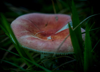 Treehouse Mushrooms Aug 2016111