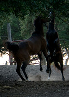 Horses La Ventana May 2017024