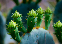 Cactus Austin Zoo April 20153