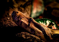 Boa Snake  Oct 2015 5x7-1