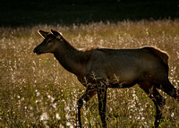 Elk Catalooche Oct 201910142019_0022-Edit-2