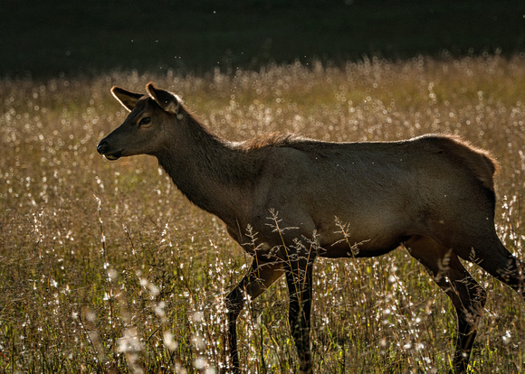 Elk Catalooche Oct 201910142019_0022-Edit-2