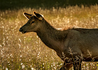 Elk Catalooche Oct 201910142019_0022-Edit