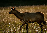 Elk Catalooche Oct 201910142019_0022-Edit