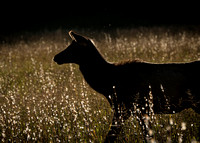 Elk Catalooche Oct 201910142019_0023