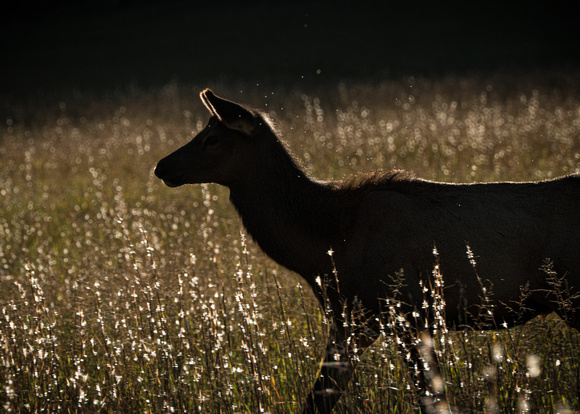 Elk Catalooche Oct 201910142019_0023