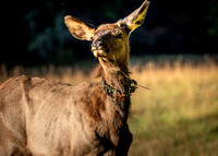 Elk Catalooche Oct 201910142019_0029