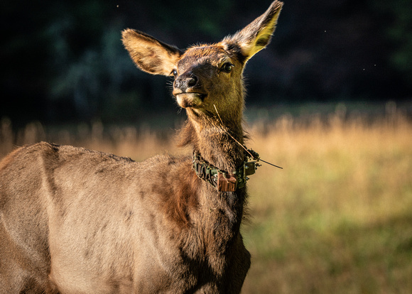 Elk Catalooche Oct 201910142019_0029