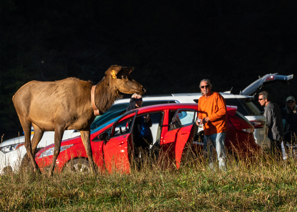 Elk Catalooche Oct 201910142019_0030