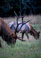 Elk Cataloochee Oct 201910142019_0136-Edit