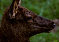 Elk Catalooche Oct 201910142019_0058