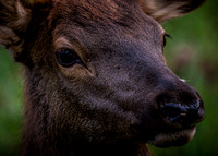 Elk Catalooche Oct 201910142019_0061