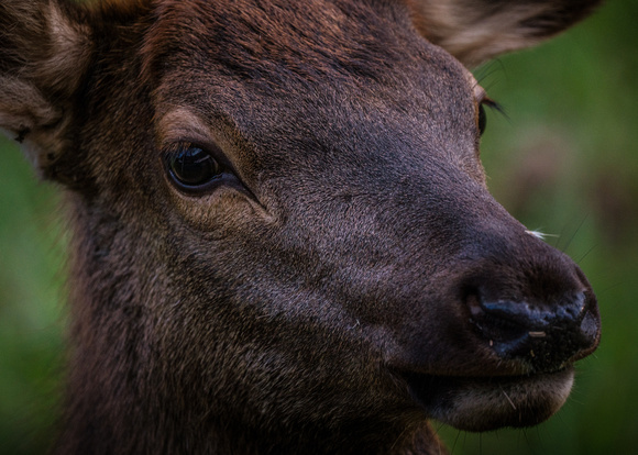 Elk Catalooche Oct 201910142019_0061