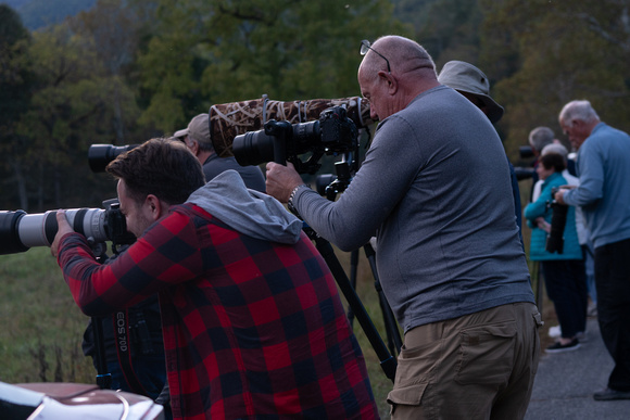 Elk Cataloochee Oct 201910142019_0151