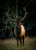 Elk Cataloochee Oct 201910142019_0157-Edit-Edit