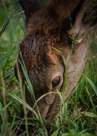 Elk Cataloochee Oct 201910142019_0141-Edit