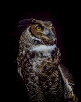 Audobon Raptor Center Nov 2017031-Edit