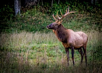 Elk  Standing Alert-3-Edit