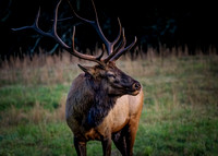 Elk Cataloochee Oct 201910142019_0131-Edit-Edit