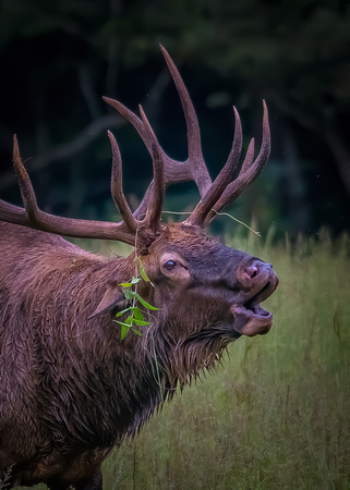 Elk Chataloochee Aug 2017015-Edit