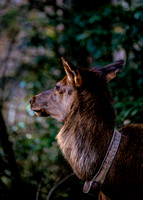 Elk Cataloochee Oct 202020201021_0243-Edit