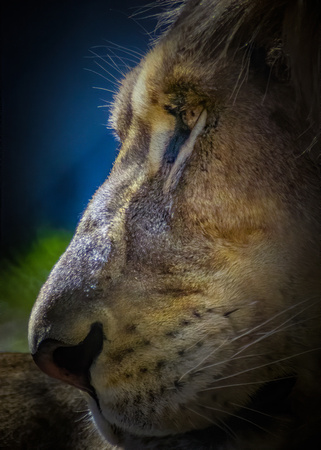 Austin Zoo Lions May 2017007-Edit