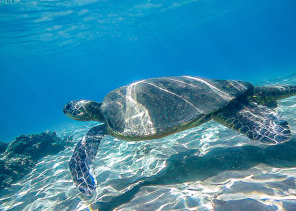 Maui 2022 Underwater Pics V1D01036P1060649-Edit