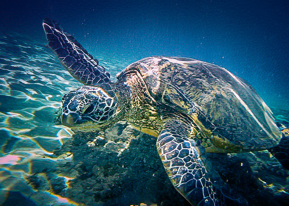 Maui 2022 Underwater Pics V1D01028P1060641-Edit